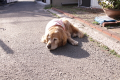 今日もお宿番してる営業本部長みゅうちゃん