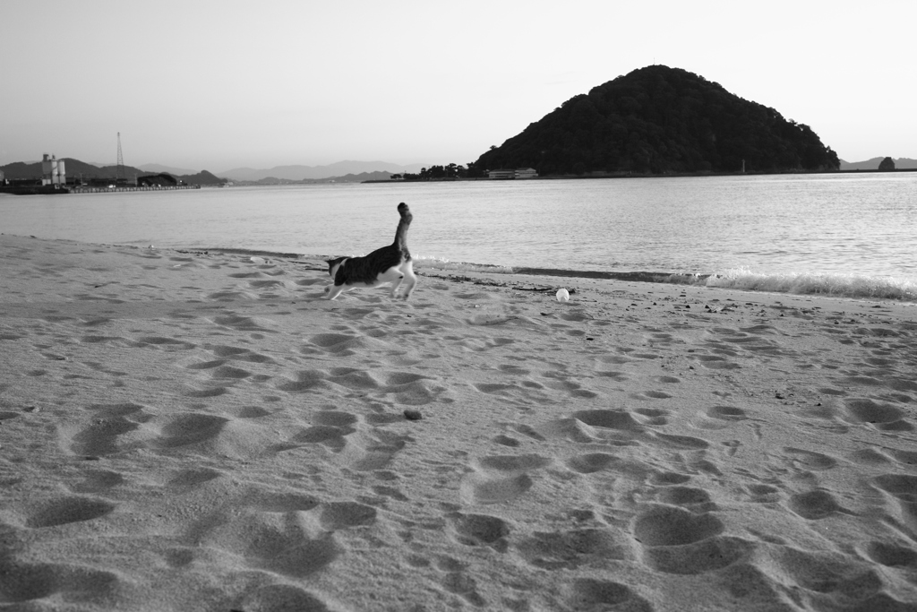 砂浜ではしゃいでるトム君