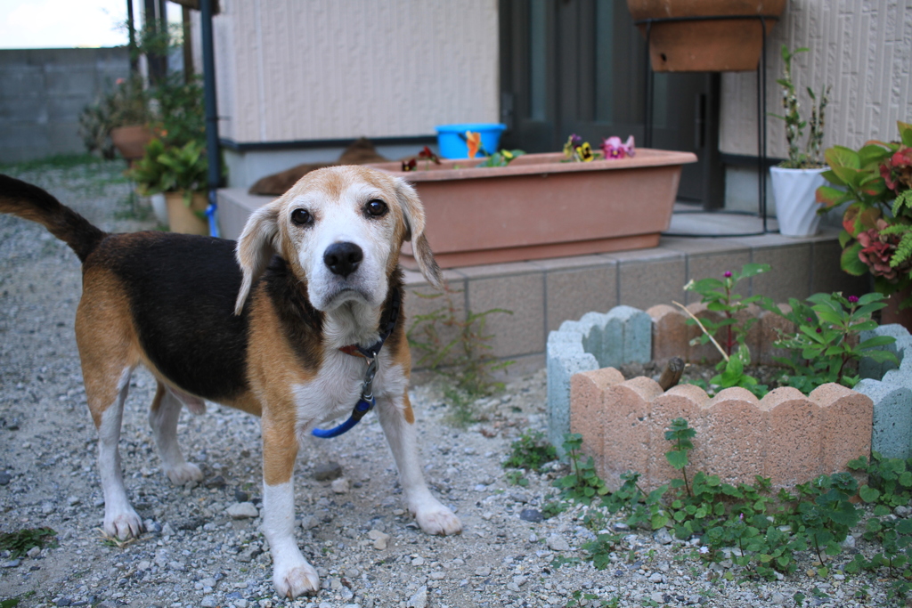 番犬してるハチ君