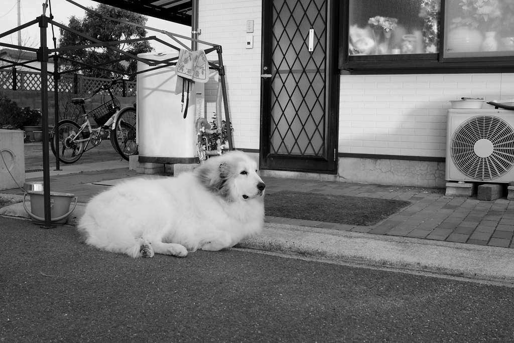 番犬してるココちゃん