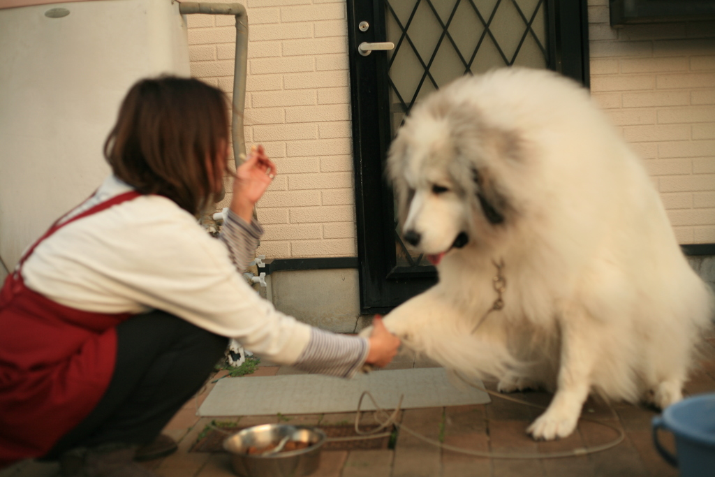 お手をするココさん