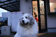 ひも繋いでなくても脱走しないココさん