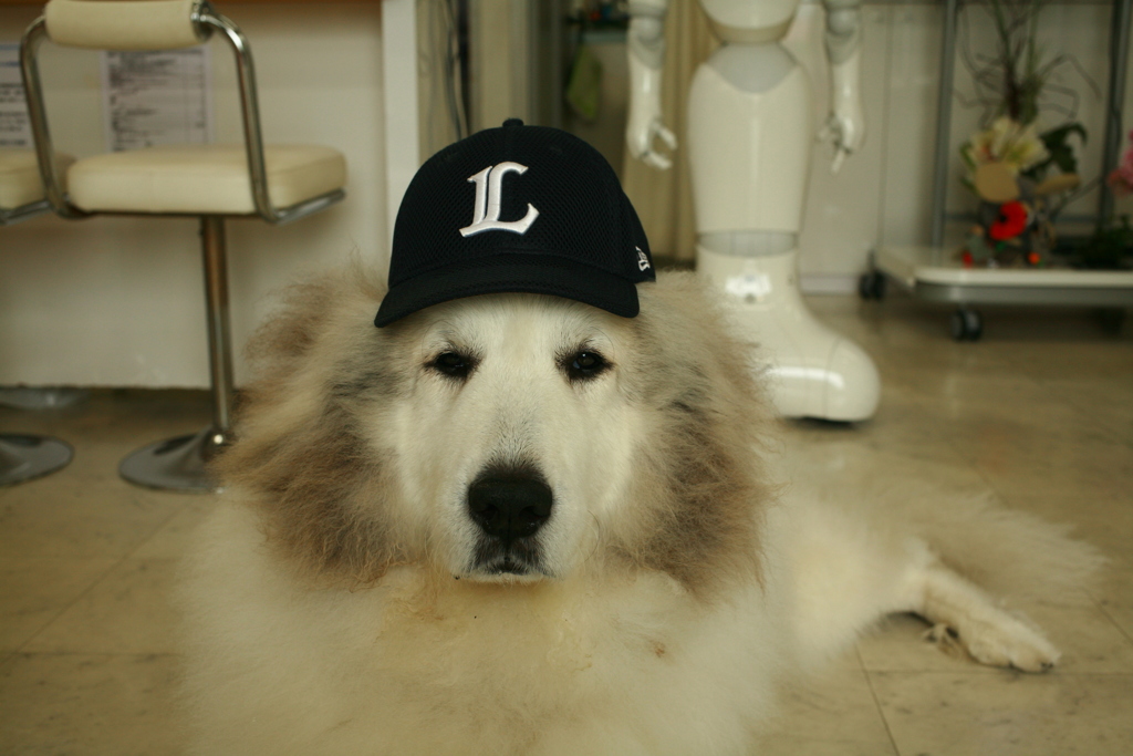 ライオンズなココさん