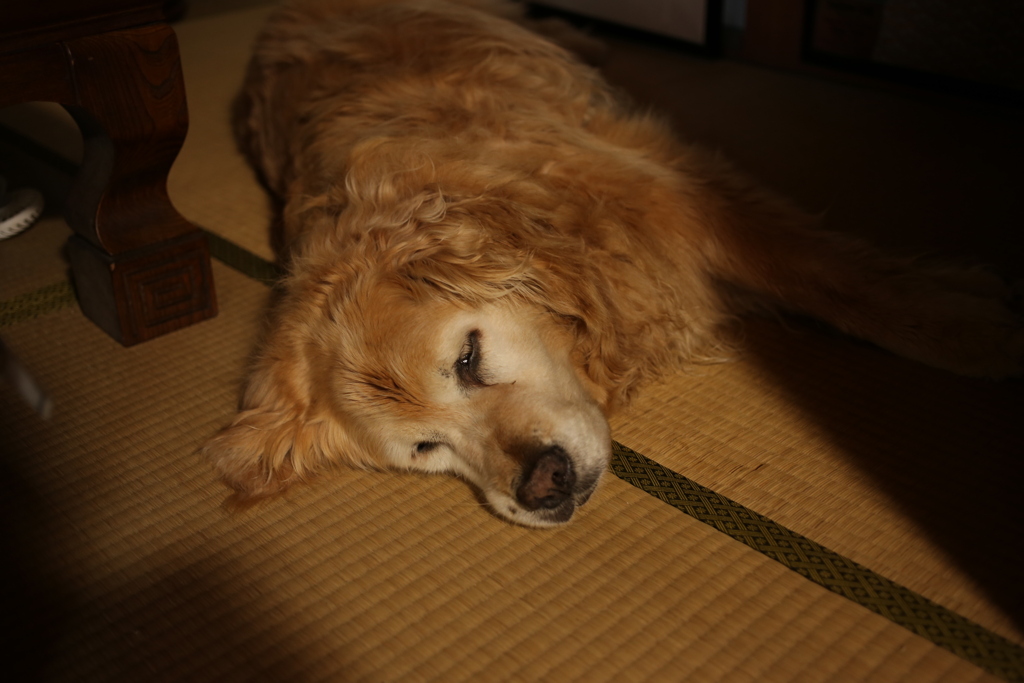 お昼、座敷で涼んでるみゅうちゃん