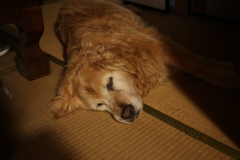 お昼、座敷で涼んでるみゅうちゃん