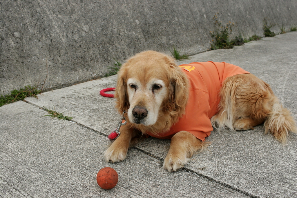 みゅうちゃん＠北条水軍ユースホステル