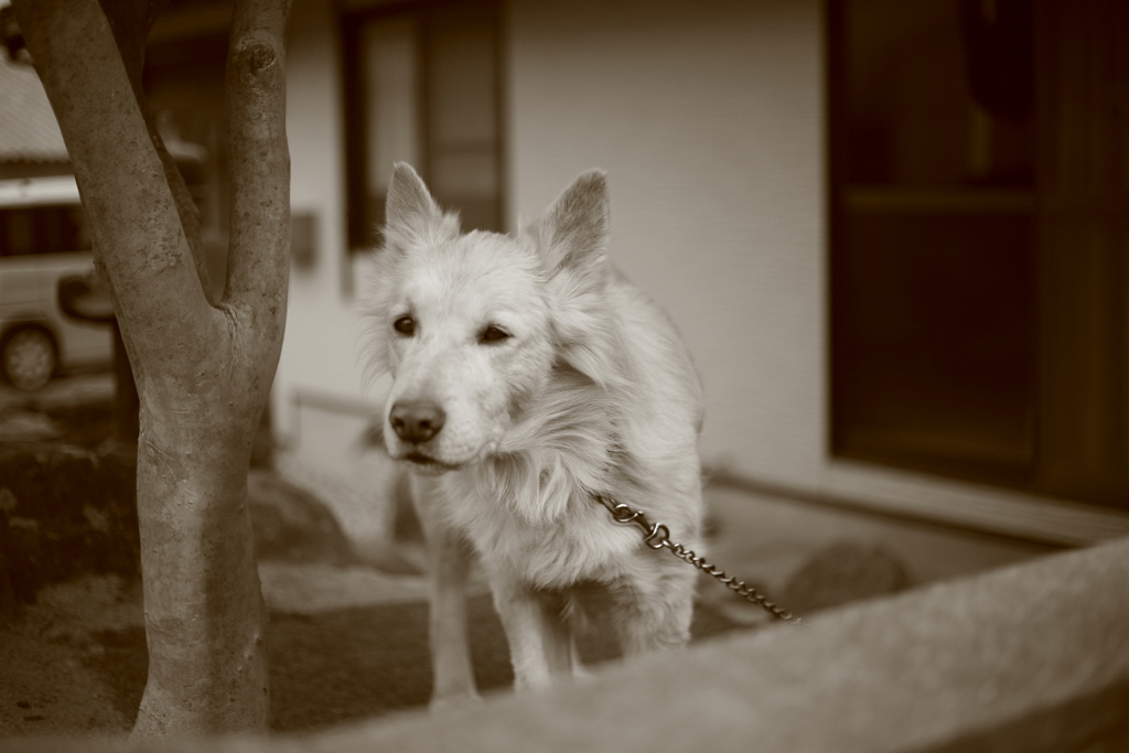 番犬してるダイちゃん