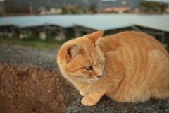 トラちゃん