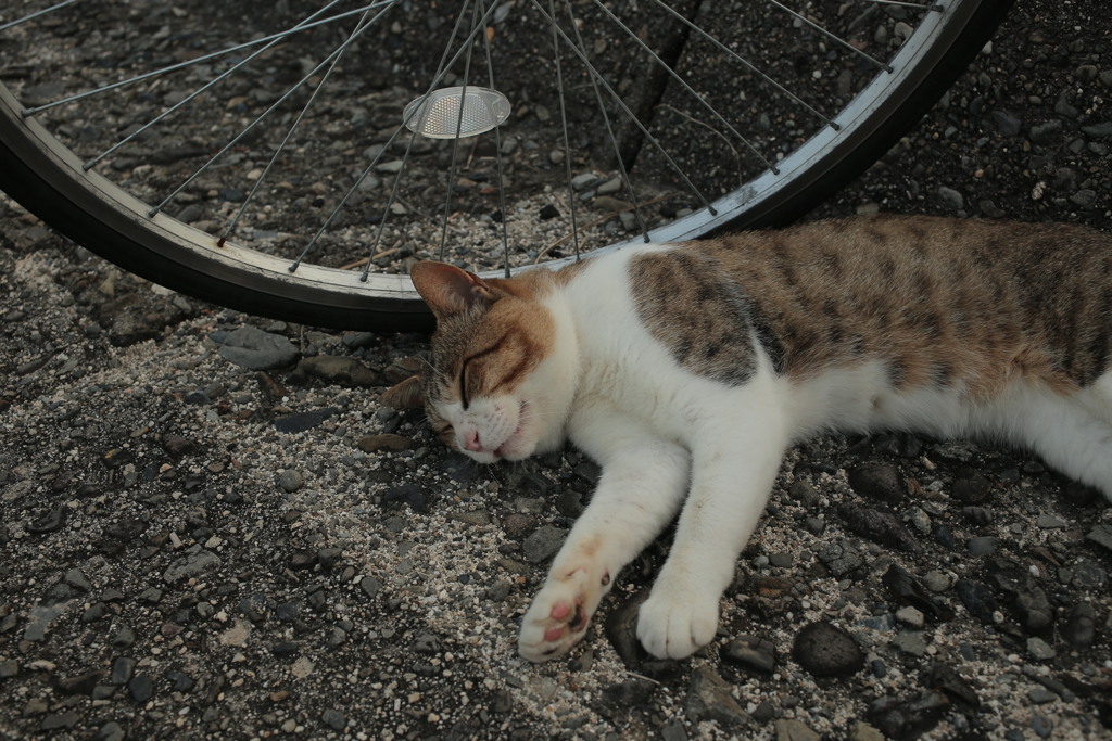 チャリンコ大好きトム君