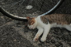 チャリンコ大好きトム君