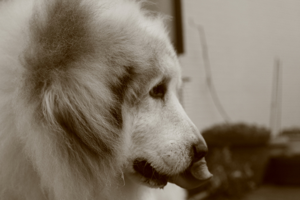 番犬してるココ様