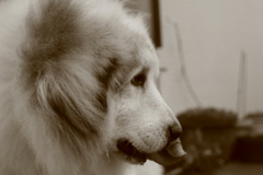 番犬してるココ様