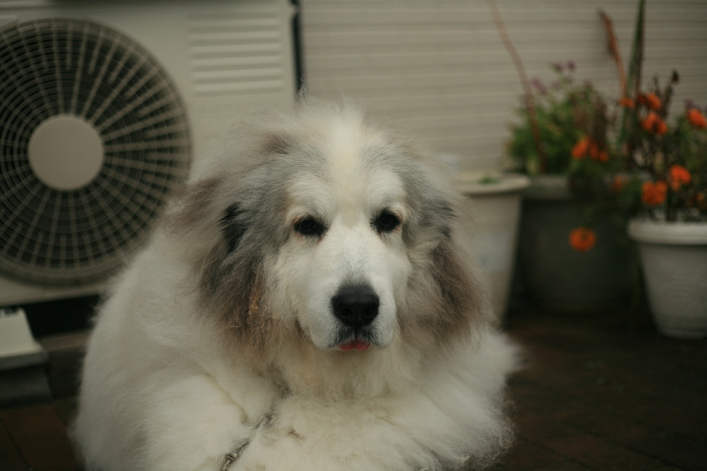 今日も番犬してるココさん