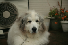 今日も番犬してるココさん