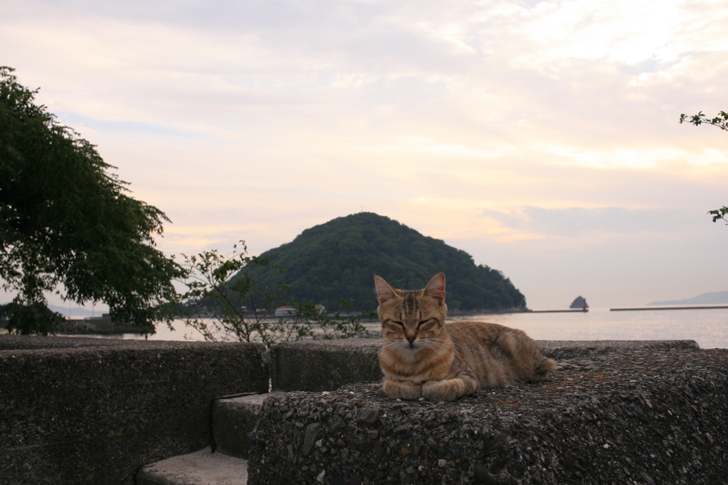 ミーちゃんと鹿島