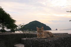 ミーちゃんと鹿島