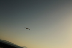 カモメがとんだ日