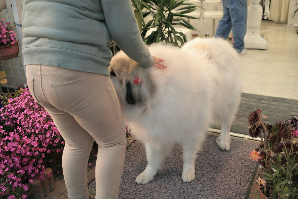 お客さんに甘えるココさん