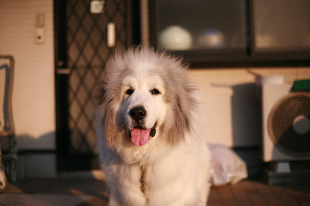 日曜もココ様は元気