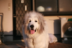 日曜もココ様は元気