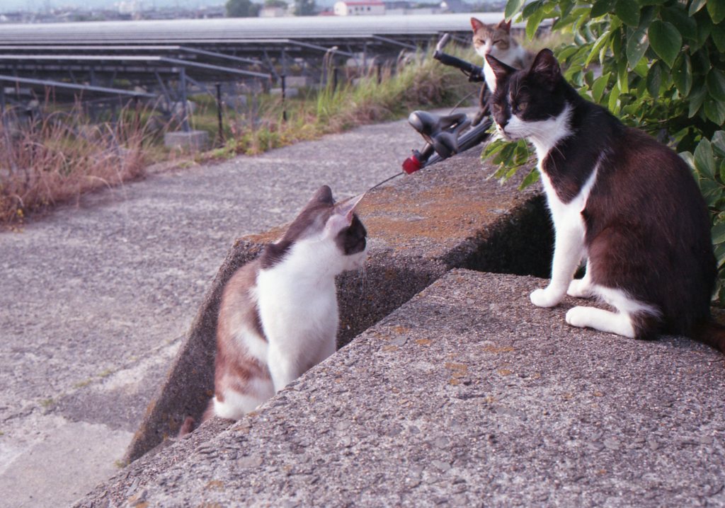 フィルムカメラEos650にて
