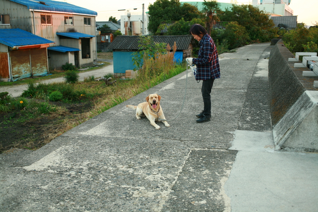 伏せをしてるサーブ