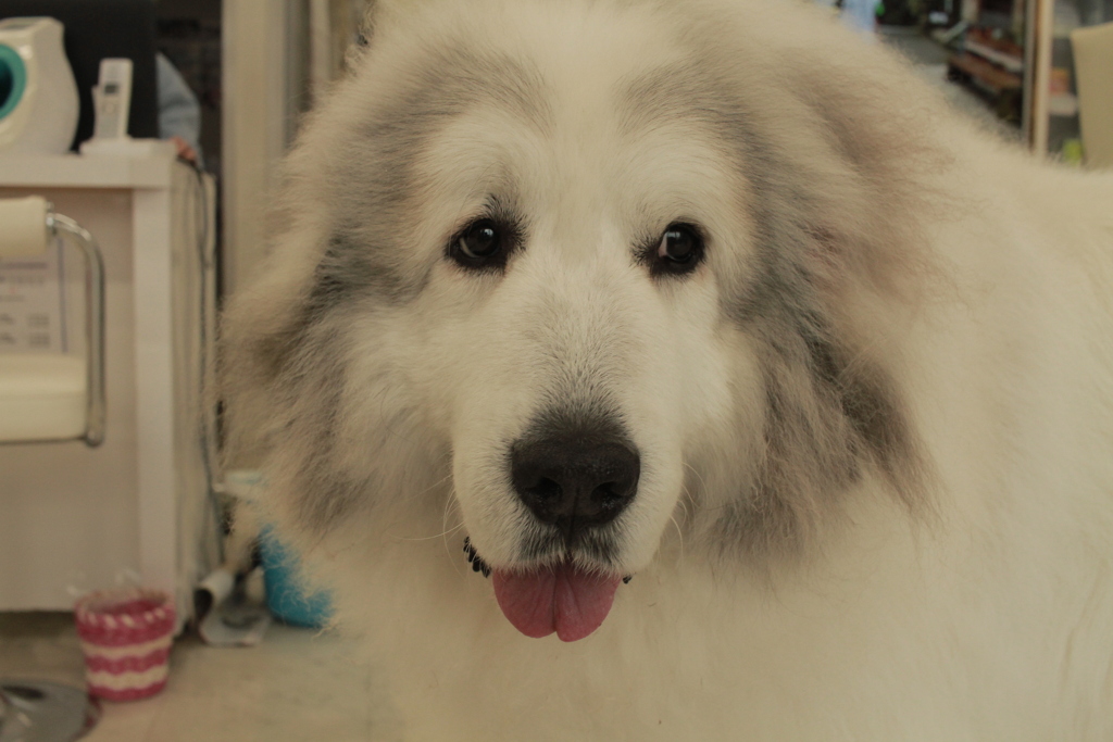 シャンプー行ってきてふかふかのココさん