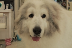 シャンプー行ってきてふかふかのココさん