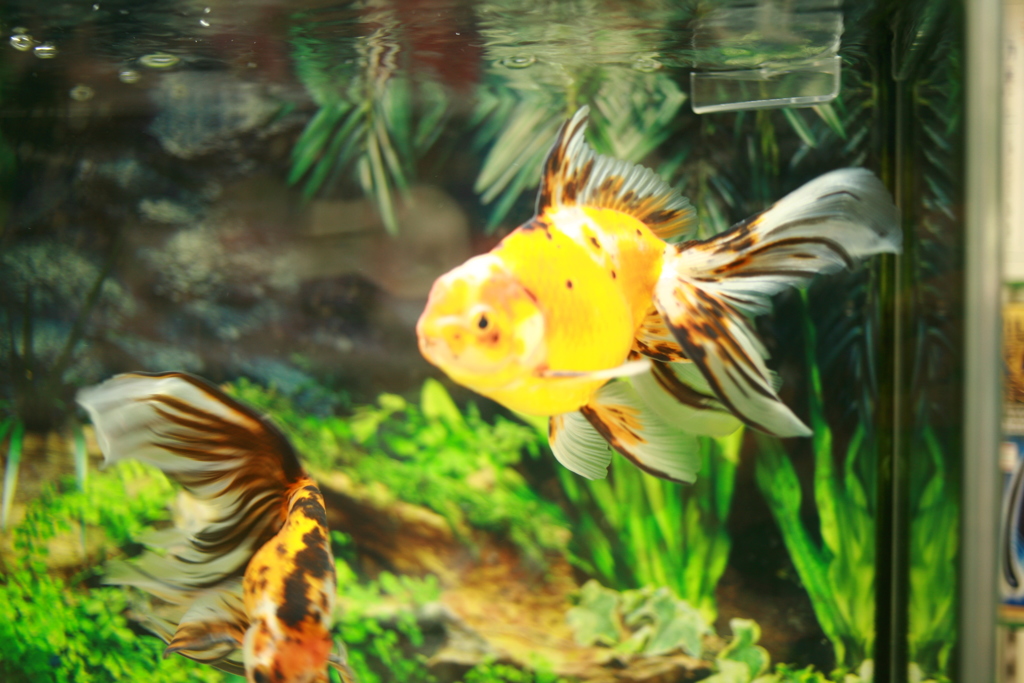 ココさん所の金魚