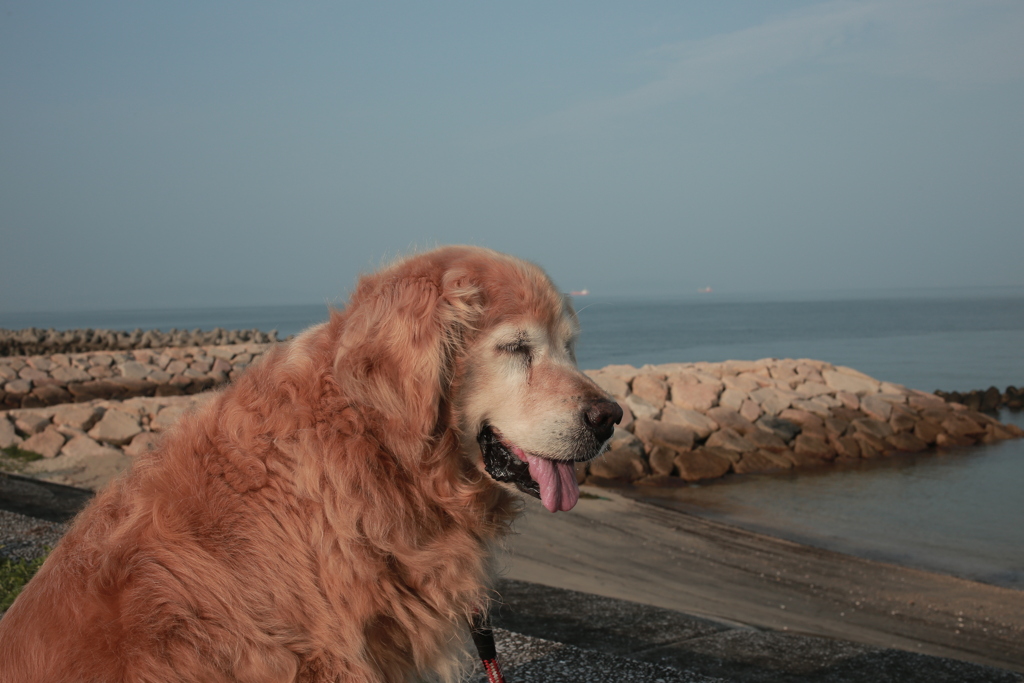 朝みゅうちゃんと散歩