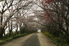 サクラもぼちぼち満開