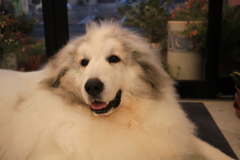 ココさんが裏から出てきてくれた