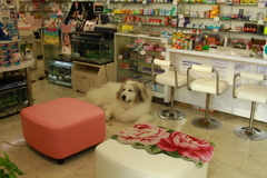 お昼過ぎもお店番してるココ様