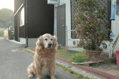 今日もお宿番してるみゅうちゃん