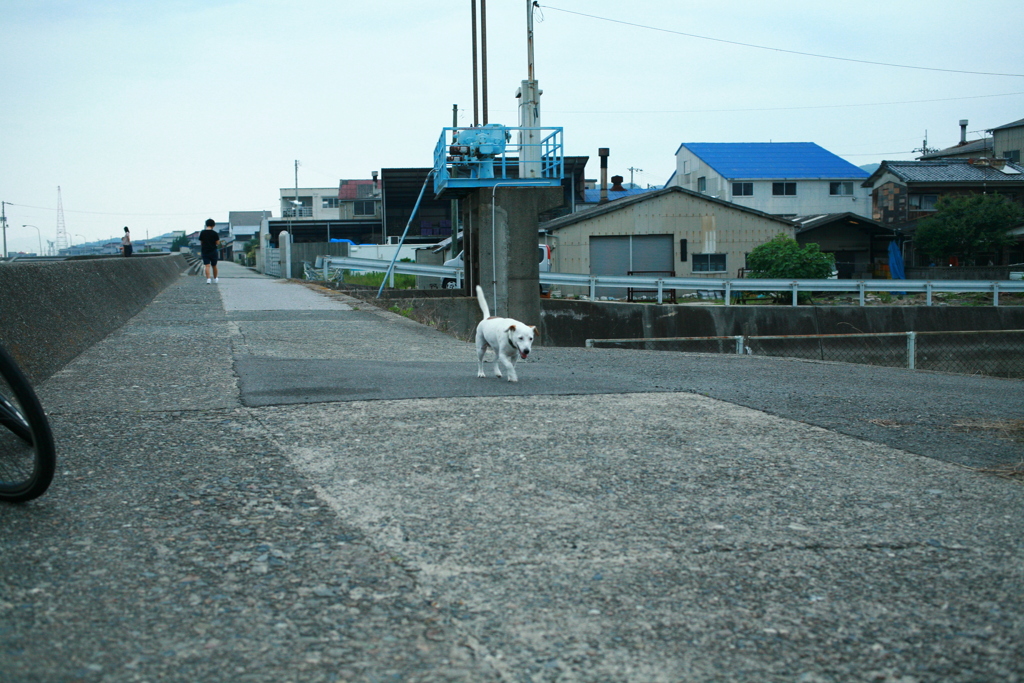 散歩してるククル