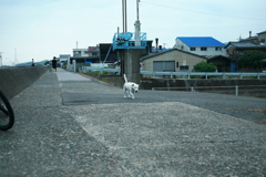 散歩してるククル