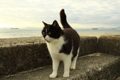 ねこ