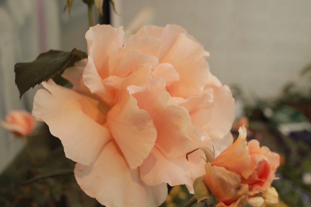 ココさん所のバラ