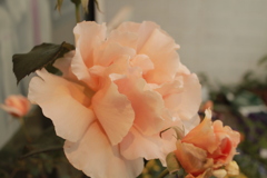 ココさん所のバラ