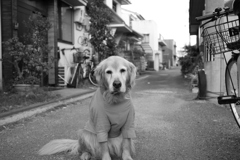 お宿番してるみゅうちゃん