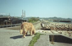 昨日か今日の朝のみゅうちゃん　フィルムにて