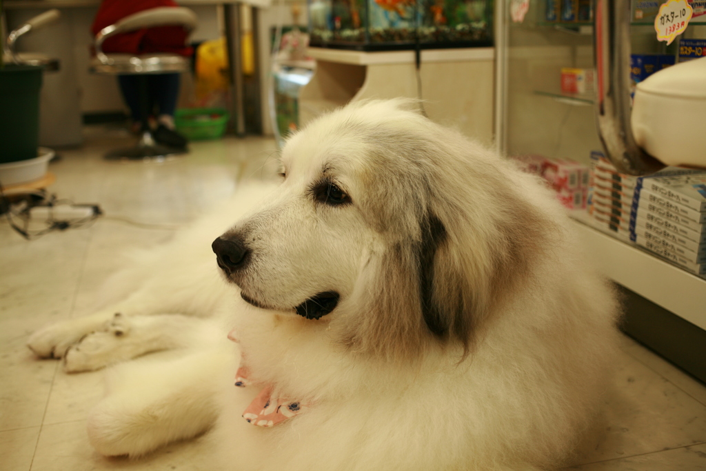 シャンプー行ってきてふかふかのココさん