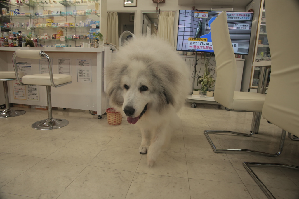 久しぶりに裏から出てきてくれたココさん