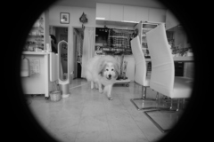 新しいい寫眞表現