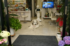 朝お店番してるココちゃま