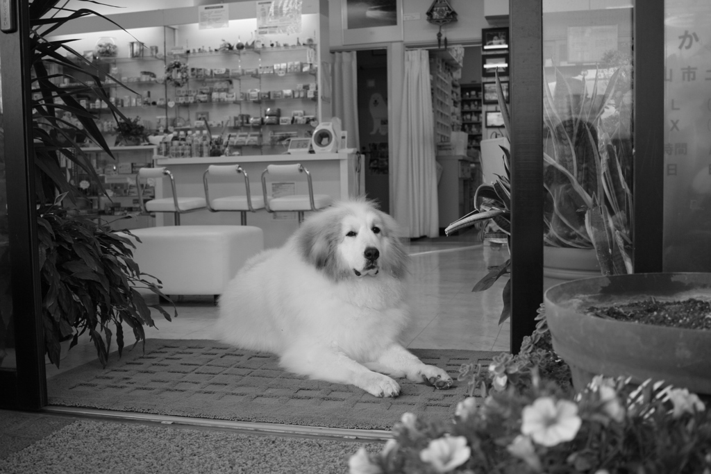 お店番するココちゃん