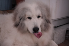 ペロンちょのココちゃん