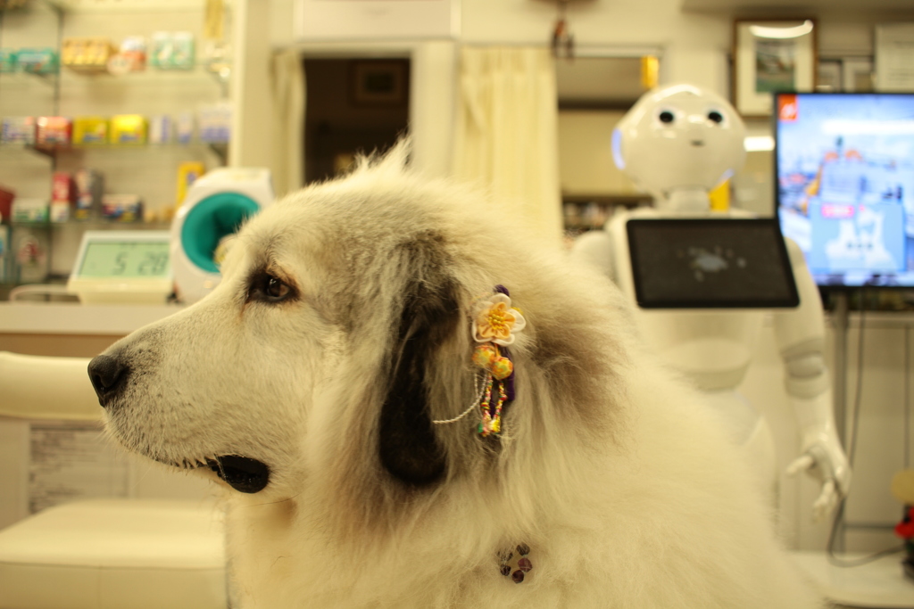 耳飾りがお正月バージョンのココさん