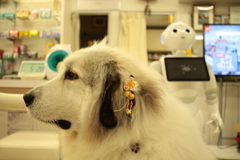 耳飾りがお正月バージョンのココさん