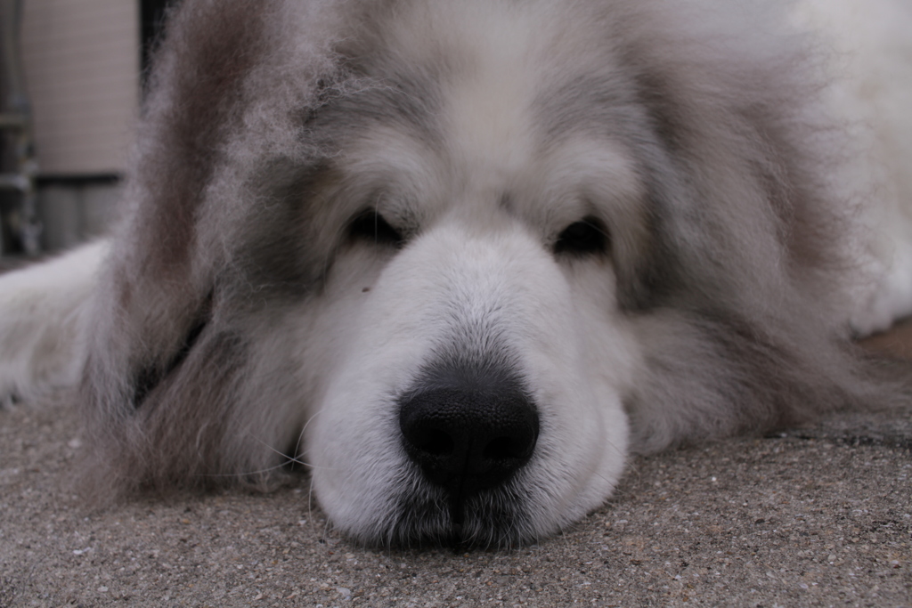 番犬してるココさん